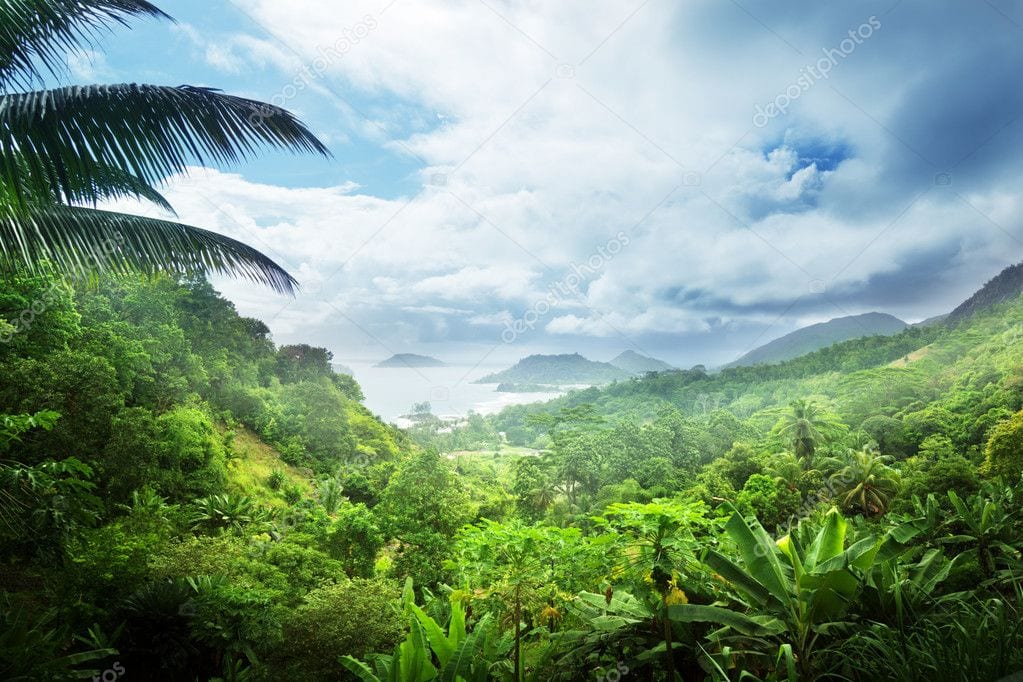 depositphotos 27724101 stock photo jungle of seychelles island