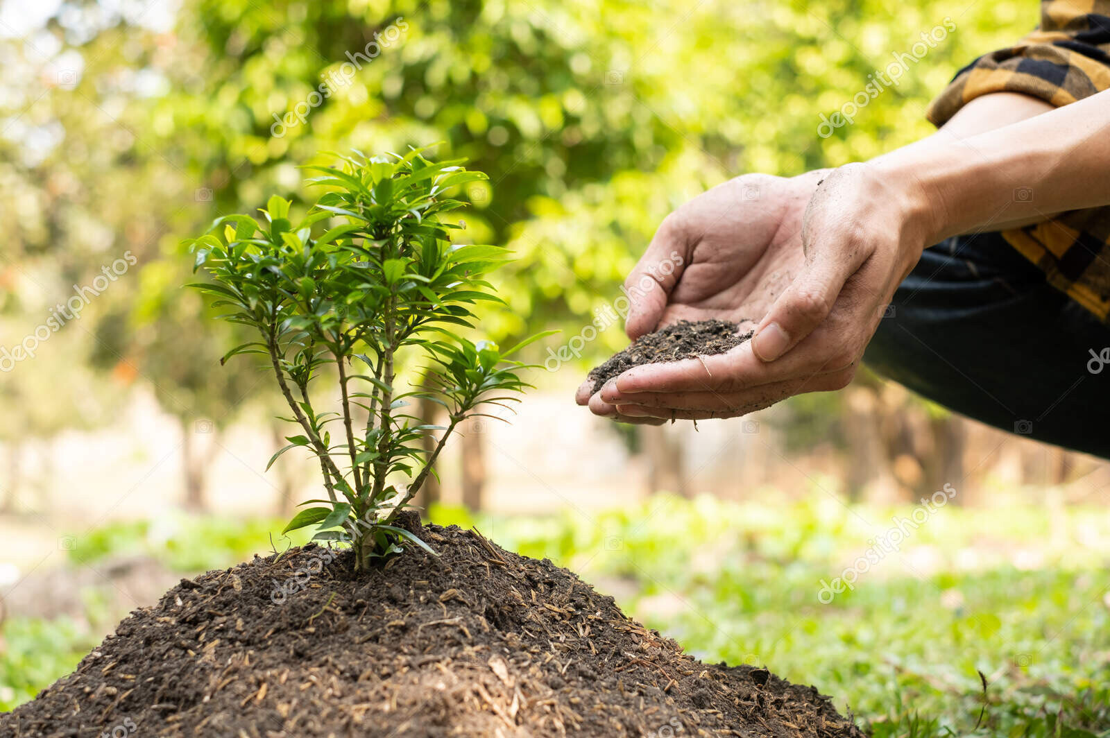 the young man's hands are planting young seedlings on fertile gr