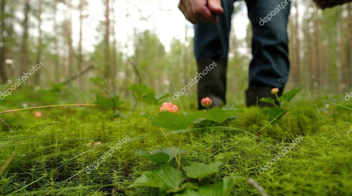 man collecting cloudberry from bush in the forest